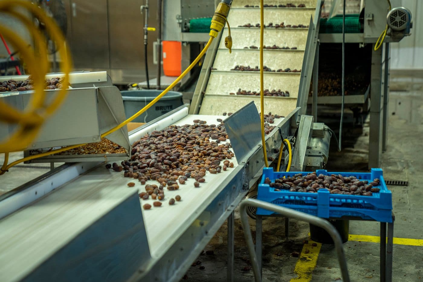 Dates moving through industrial food-processing and sorting conveyors